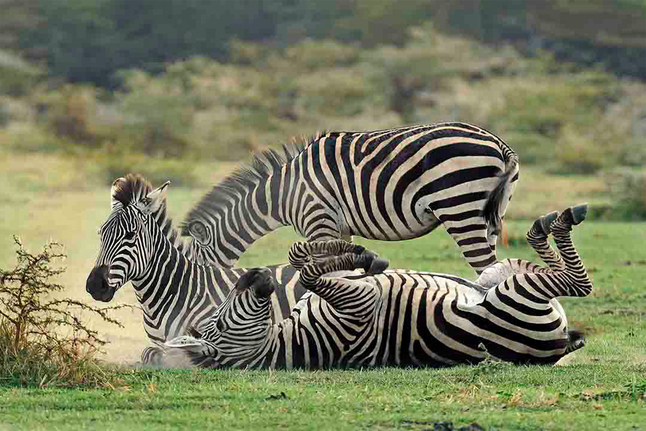 Safarini Zebra