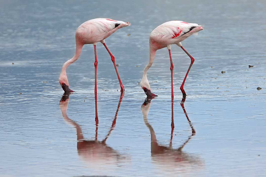 bird, lake, flamingo, pink, shollow water