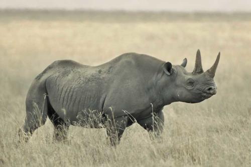 Rhino Safaris