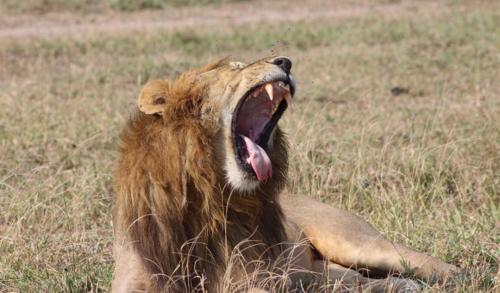 Safarini Lion