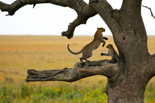 Serengeti-Wildlife-Safarii