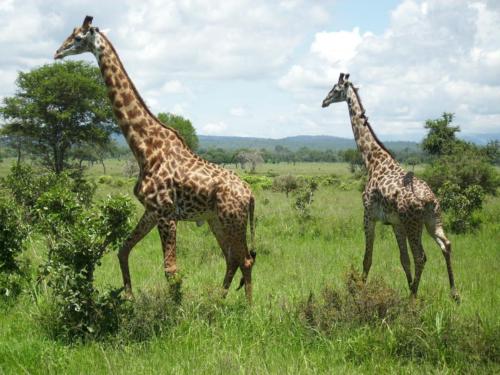 giraffes-222867_1280