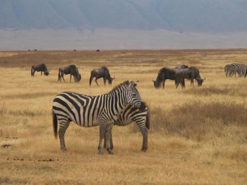 zebra-safari-2284147_1280